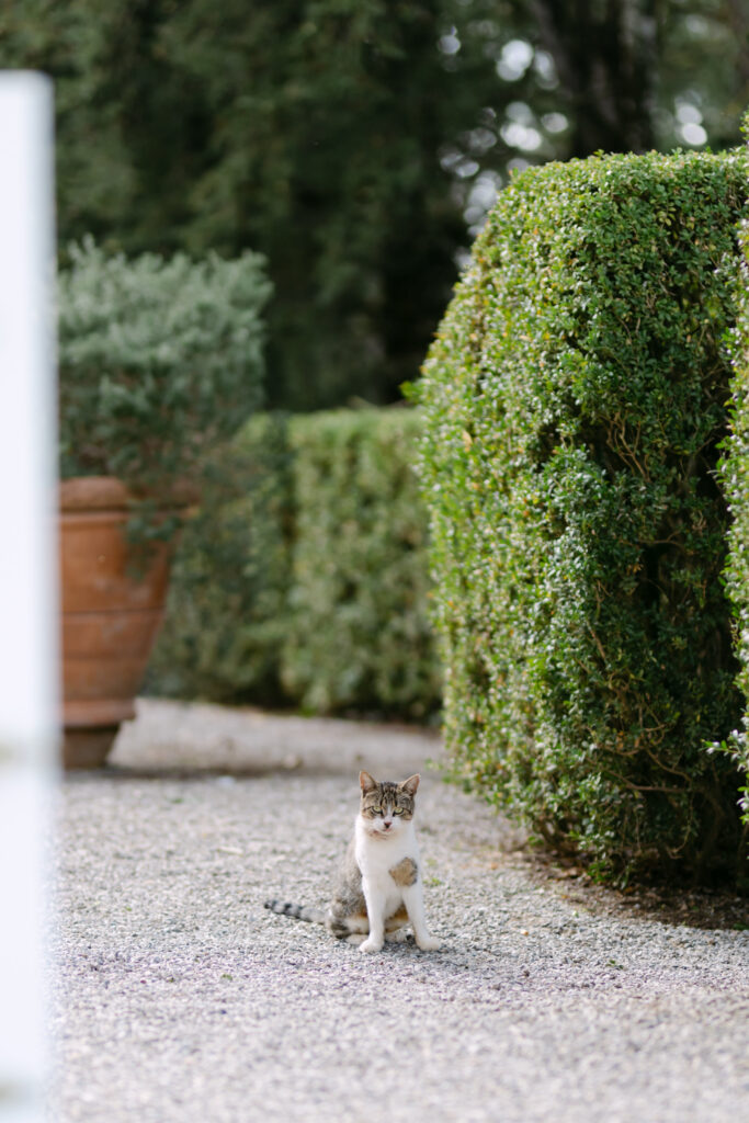 cat at wedding