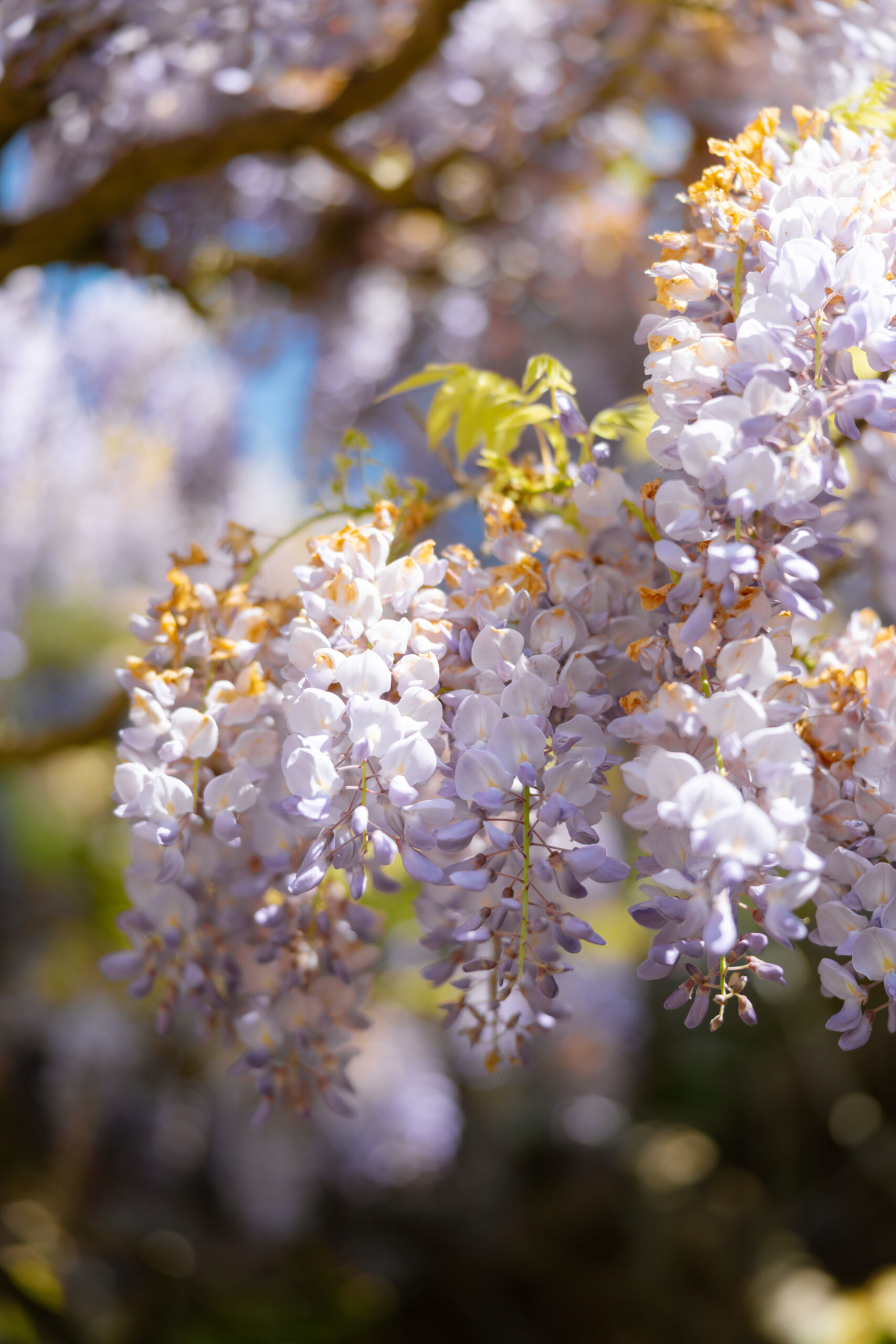 wisteria at Villa Cetinale