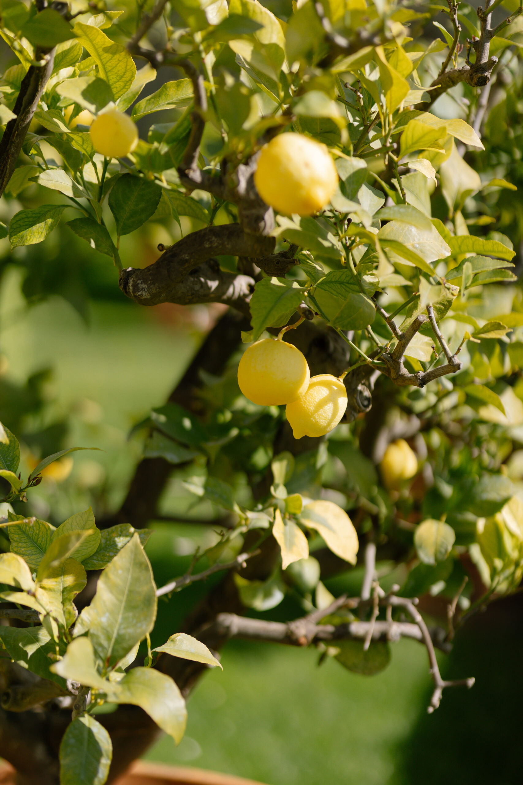 lemons at Villa cetinale