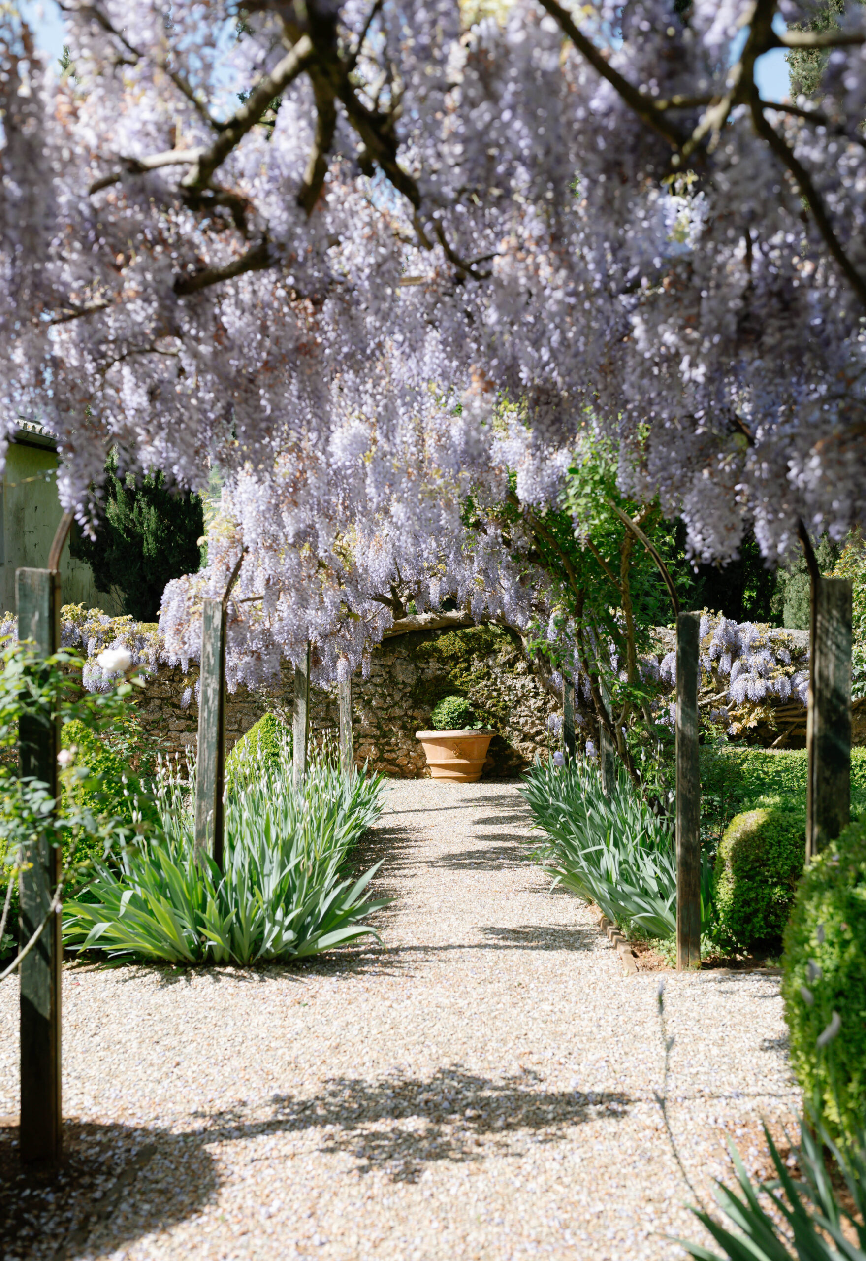 wisteria at Villa Cetinale