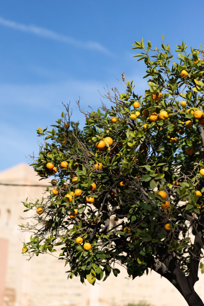 A leafy orange tree with ripe oranges growing on its branches stands outdoors under a clear blue sky. A blurred beige stone building is visible in the background.