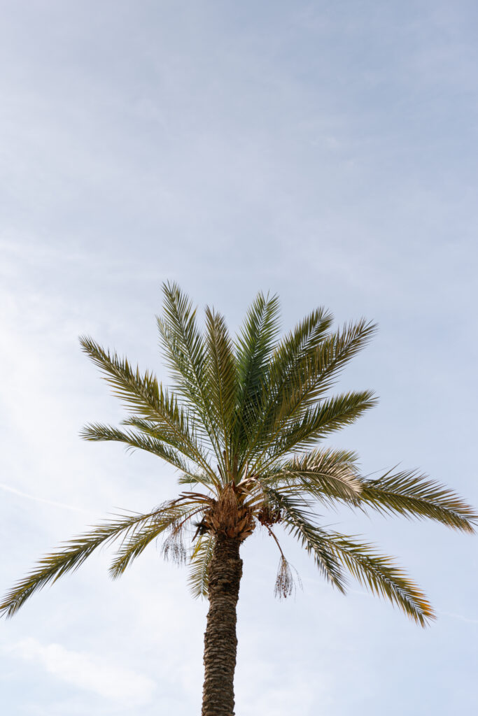 A tall palm tree with green fronds stands against a bright, partly cloudy sky, viewed from below.