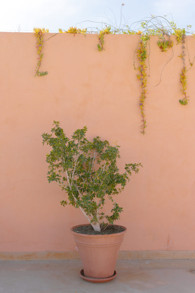 A potted green plant sits on the ground in front of a peach-colored wall, with trailing yellow-green vines hanging over the top edge of the wall. The scene is brightly lit by natural sunlight.