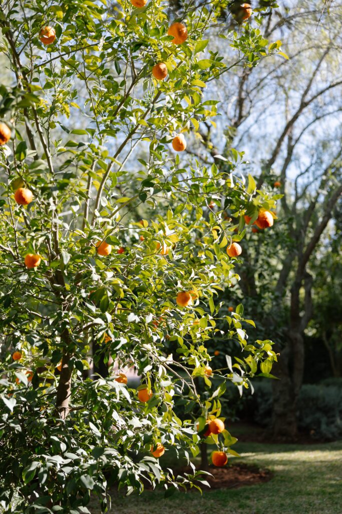Orange tree with lush green leaves and ripe oranges hanging from its branches, standing in a sunlit garden with grass and other trees in the background.