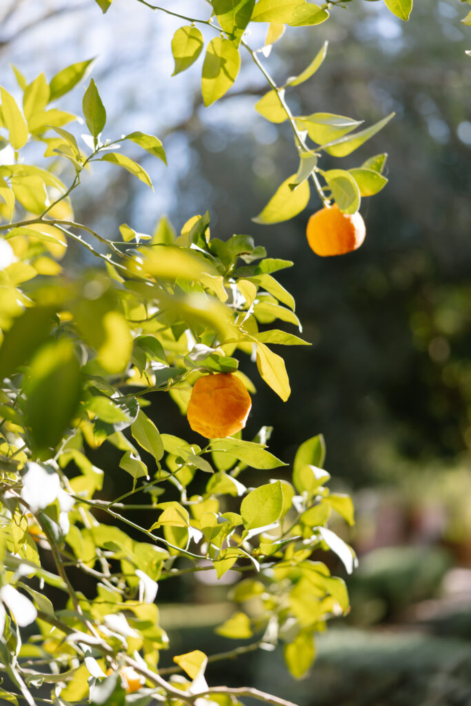 Sunlit orange tree branches with green leaves and ripe oranges hanging, set against a blurred outdoor background.