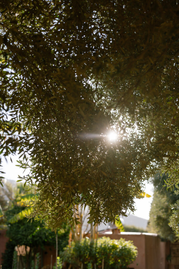Sunlight filters through dense, leafy tree branches, creating a dappled effect. In the background, there are green shrubs, palm trees, and a brown building, suggesting a garden or outdoor setting.