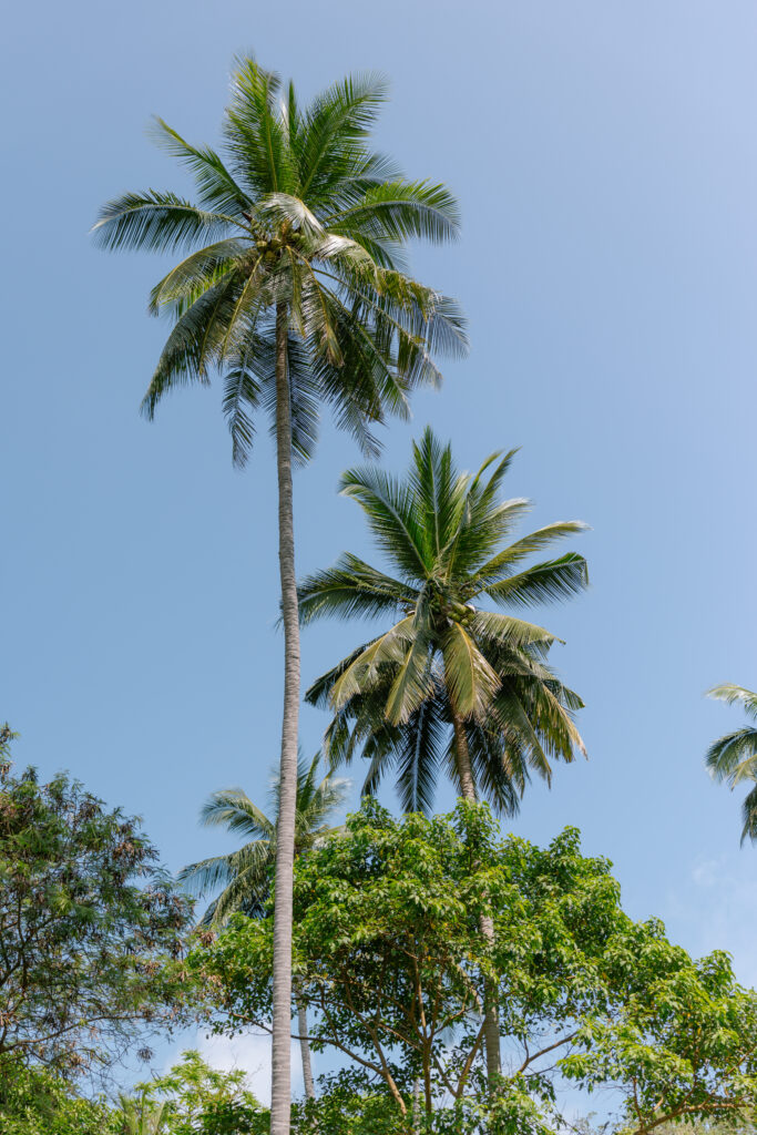 Tall palm trees with lush green fronds stand against a clear blue sky, with shorter leafy trees at the bottom of the image.
