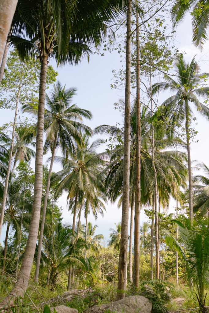 Tall palm trees with slender trunks and lush green fronds stand in a tropical forest, with sunlight filtering through the leaves and a clear blue sky visible in the background.