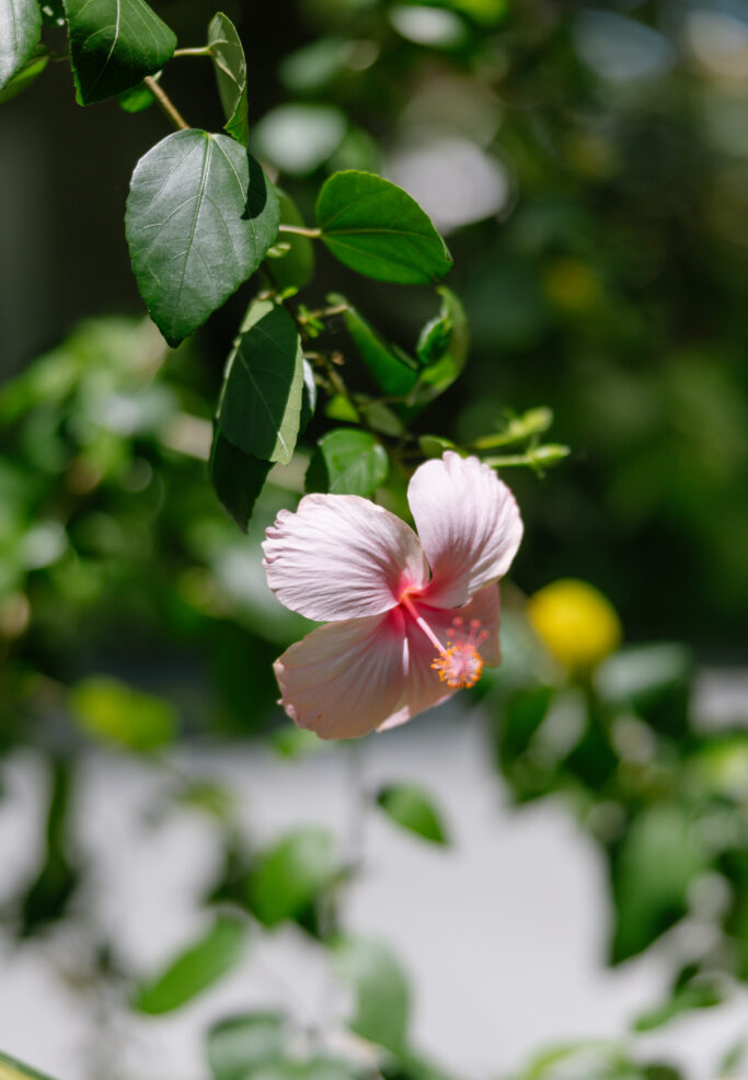 A light pink hibiscus flower with a red center blooms among green leaves, set against a blurred background.