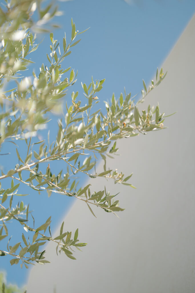 A close-up of olive tree branches with green leaves against a clear blue sky and a white wall in the background.