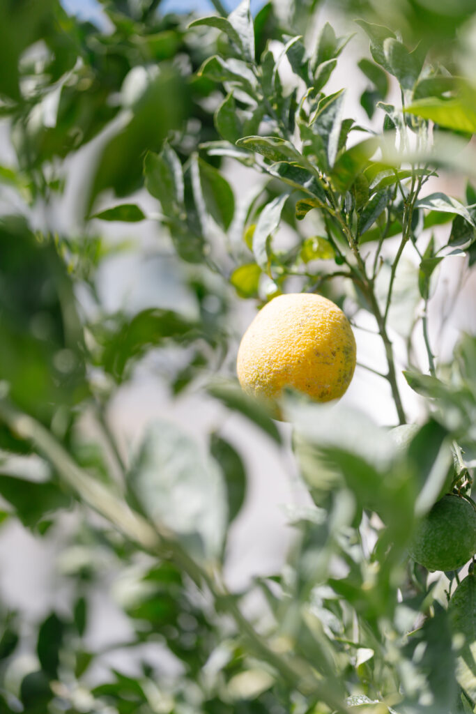 A single yellow-green citrus fruit hanging on a leafy tree branch, surrounded by green leaves and partially shaded by sunlight.