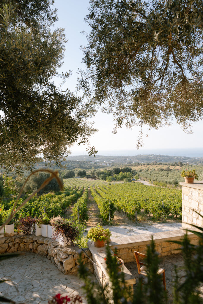 A scenic view of a sunlit vineyard stretches into the distance, framed by leafy trees and a stone terrace with potted plants and a wooden chair in the foreground. Rolling hills and a blue sky are visible beyond the vines.