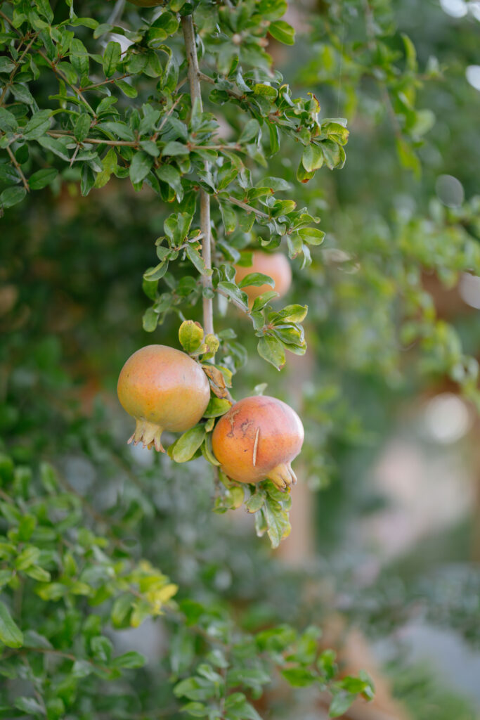 Two unripe pomegranates hanging from a leafy branch, surrounded by green foliage with a blurred background.