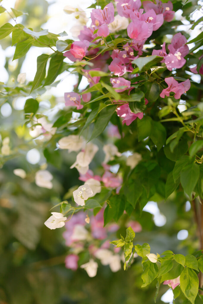 Close-up of bougainvillea branches with clusters of white and pink papery flowers and green leaves, softly lit by sunlight with a blurred natural background.
