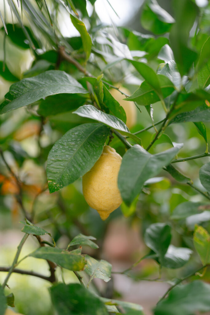 A ripe yellow lemon hanging from a leafy tree branch, surrounded by green leaves outdoors.