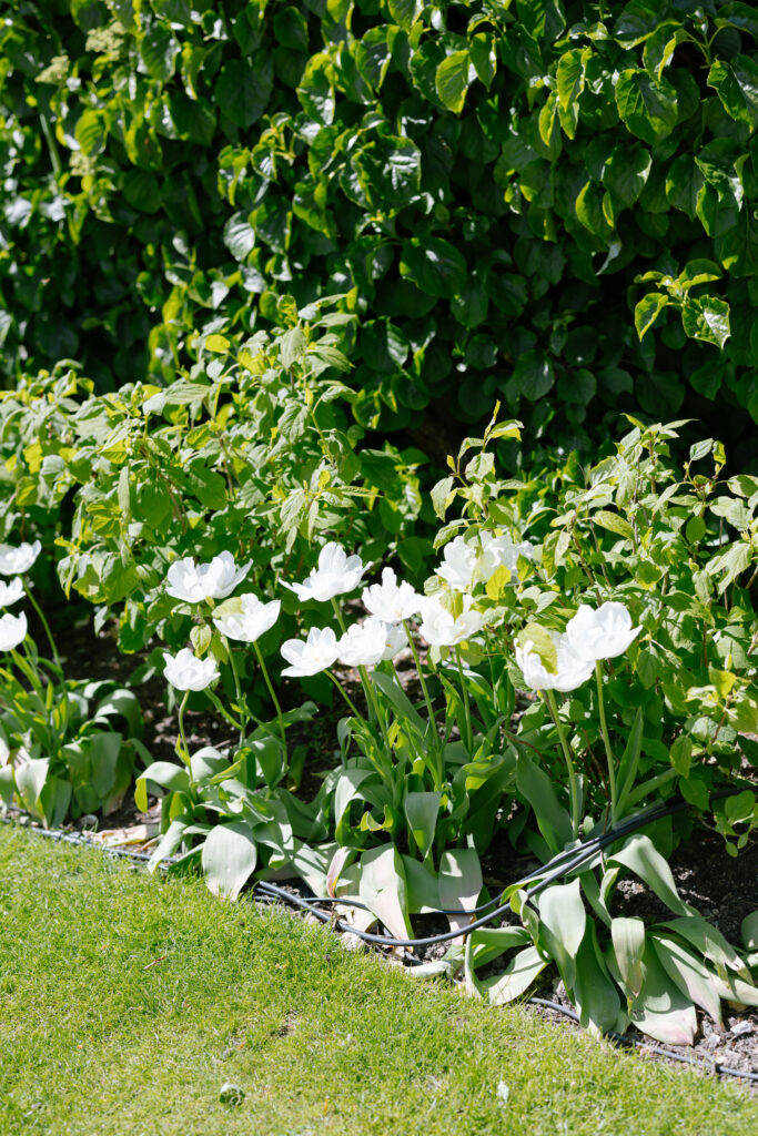 White tulips in full bloom grow in a row beside lush green bushes, bordered by a strip of grass and soil, on a sunny day in a garden.
